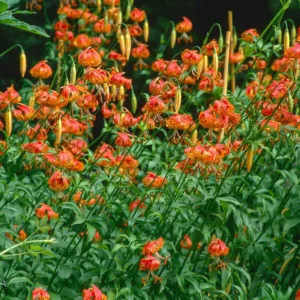 Lilium pardalinum, Leopard Lily, Panther Lily, California Tiger Lily, Orange Lilies, California Native Lilies, California Native Flowers, Species Lilies, Wild Lilies