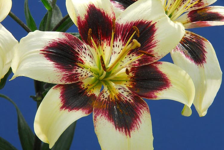 Lilium 'Patricia's Pride',  Lily 'Patricia's Pride'', Asiatic Hybrid Lily 'Patricia's Pride', Lily 'Purple Rain', Asiatic Hybrid Lily 'Purple Rain', Summer flowering Bulb, early summer flowering lilies,  bicolor lilies