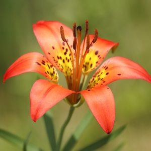 Lilium philadelphicum, Wood Lily, Wood Lily,  Northern Red Lily, Red Lily, Species Lilies, Summer flowering Bulb, flowering lilies, Orange Lilies