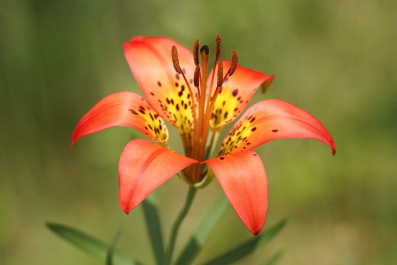 Lilium philadelphicum, Wood Lily, Wood Lily,  Northern Red Lily, Red Lily, Species Lilies, Summer flowering Bulb, flowering lilies, Orange Lilies