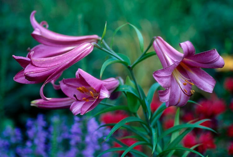 Lily 'Pink Perfection', Trumpet Lily 'Pink Perfection', mid summer flowering Bulbs, late summer flowering lilies, pink lilies, most fragrant lilies, Award lilies