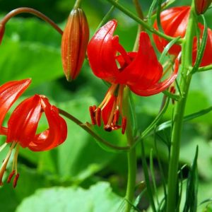 Lilium Pumilum, Coral Lily, Low Lily, Siberian Lily, Lipstick Lily, Siberian Coral Lily, Tom Thumb Lily, Lilium tenuifolium, Wild Lilies, Showy Lilies, Red Lilies, Lily flower, Lily Flower
