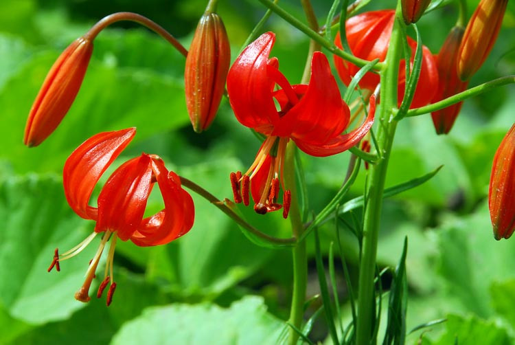 Lilium Pumilum, Coral Lily, Low Lily, Siberian Lily, Lipstick Lily, Siberian Coral Lily, Tom Thumb Lily, Lilium tenuifolium, Wild Lilies, Showy Lilies, Red Lilies, Lily flower, Lily Flower
