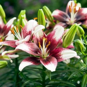 Lilium 'Push Off'', Lily 'Push Off', Asiatic Lily 'Push Off', Tango Lily 'Push Off', Asiatic Hybrids, Asiatic Lilies, Bicolor Lilies, Fragrant lilies, Lily flower, Lily Flower