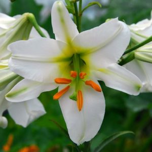 Lilium Regale 'Album', Lily Regale 'Album', Regal Lily 'Album', King's Lily 'Album', Royal Lily 'Album', Summer Bulb, White Lilies, Fragrant Lilies, Trumpet Lilies, Lily Flower,  Lily Flowers