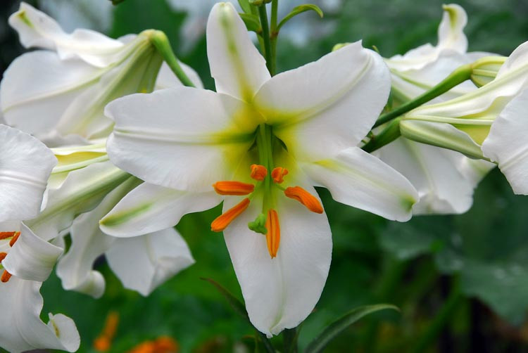 Lilium Regale 'Album', Lily Regale 'Album', Regal Lily 'Album', King's Lily 'Album', Royal Lily 'Album', Summer Bulb, White Lilies, Fragrant Lilies, Trumpet Lilies, Lily Flower,  Lily Flowers