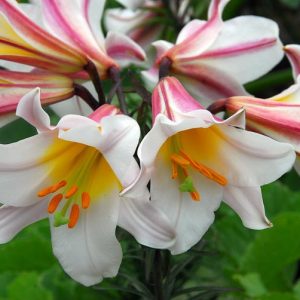 Lilium 'Regale', Lily 'Regale', Regal Lily, King's Lily, Royal Lily, Summer Bulb, White Lilies, Fragrant Lilies, Trumpet Lilies, Lily Flower,  Lily Flowers