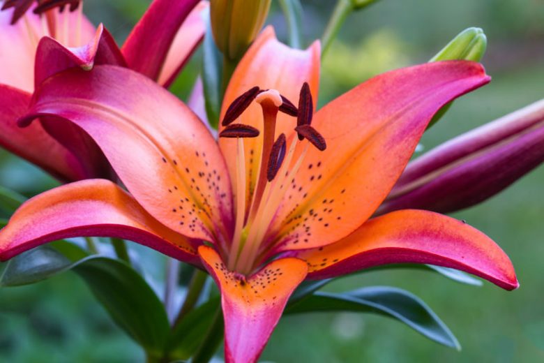 Lilium 'Royal Sunset', Lily Royal Sunset, Asiatic Lily, Bicolored Lilies, Fragrant lilies, Lily flower, Lily Flowers