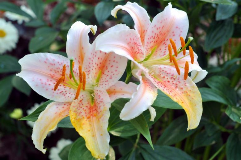 Lilium 'Salmon Star', Lily 'Salmon Star', Oriental Lily 'Salmon Star', Summer flowering Bulb, mid summer lilies, late summer lilies, white lilies, Fragrant lilies