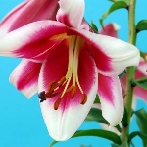 Lilium 'Friso', Lily 'Friso', Oriental Lily 'Friso', Lilium 'Silk Road' , Lily 'Silk Road', Oriental Trumpet Lily, Orienpet Lily, Oriental Trumpet Lilies, Orienpet Lilies, Pink Lilies, Bicolor Lilies, Fragrant lilies, Lily flower, Lily Flower