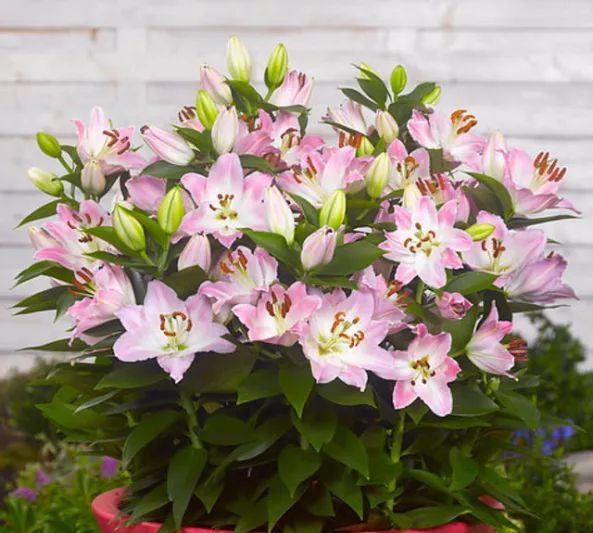 Lilium 'Souvenir', Lily 'Souvenir', Oriental Lily 'Souvenir', Dwarf Oriental Lily 'Souvenir', Oriental Lilies, Pink Lilies, Fragrant lilies, Lily flower, Lily Flower