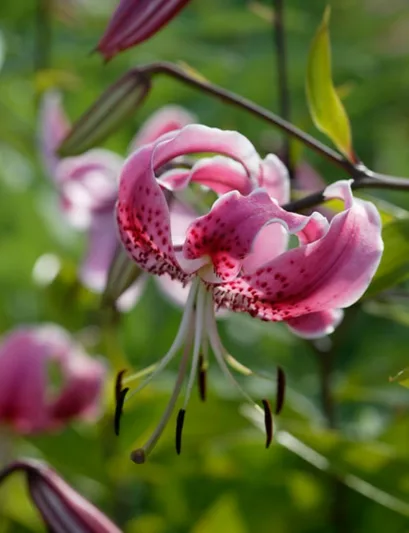 Lilium Speciosum, Lilium Speciosum Rubrum, Japanese Lilies, Showy Lilies, Red Japanese Lilies, Pink Lilies, Fragrant lilies, Lily flower, Lily Flower