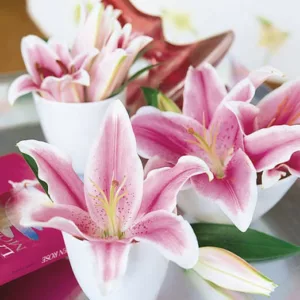 Lilium 'Star Gazer', Lilium 'StarGazer', Lily 'Star Gazer', Oriental Lily 'Star Gazer', Lily 'StarGazer', Oriental Lily 'StarGazer', Oriental Lilies, Pink Lilies, Fragrant lilies, Lily flower, Lily Flower