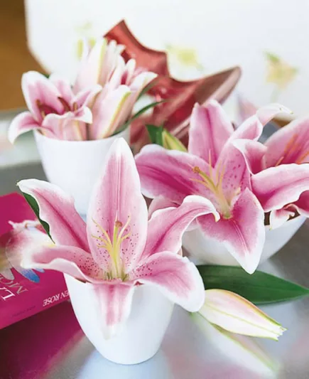 Lilium 'Star Gazer', Lilium 'StarGazer', Lily 'Star Gazer', Oriental Lily 'Star Gazer', Lily 'StarGazer', Oriental Lily 'StarGazer', Oriental Lilies, Pink Lilies, Fragrant lilies, Lily flower, Lily Flower