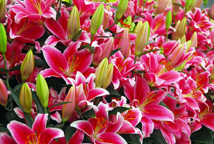 Lilium 'Starlight Express', Lily 'Starlight Express', Oriental Lily 'Starlight Express'', Oriental Lilies, Pink Lilies, Fragrant lilies, Lily flower, Lily Flower