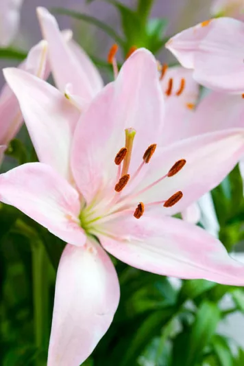 Lilium 'Tiny Todd',Lily 'Tiny Todd', Asiatic Lily 'Tiny Todd', Dwarf Asiatic Lily 'Tiny Todd', Asiatic Hybrids, Asiatic Lilies, Pink Lilies, Dwarf Lilies, Lily flower, Lily Flower