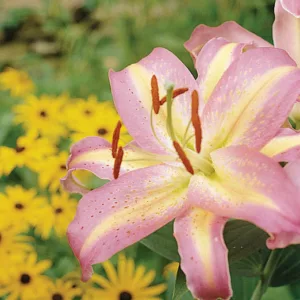 Lilium 'Tom Pouce', Lily 'Tom Pouce', Oriental Lily 'Tom Pouce'', Oriental Lilies, Pink Lilies, Fragrant lilies, Lily flower, Lily Flower