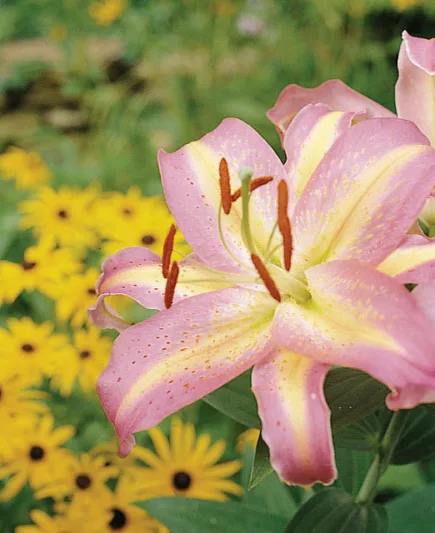 Lilium 'Tom Pouce', Lily 'Tom Pouce', Oriental Lily 'Tom Pouce'', Oriental Lilies, Pink Lilies, Fragrant lilies, Lily flower, Lily Flower