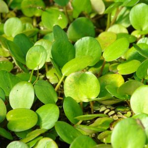 Limnobium spongia, American Frogbit, American Spongeplant, Frogbite, Hydrocharis cordifolia, Hydrocharis spongia, Pond Plants, Floating Pond Plants