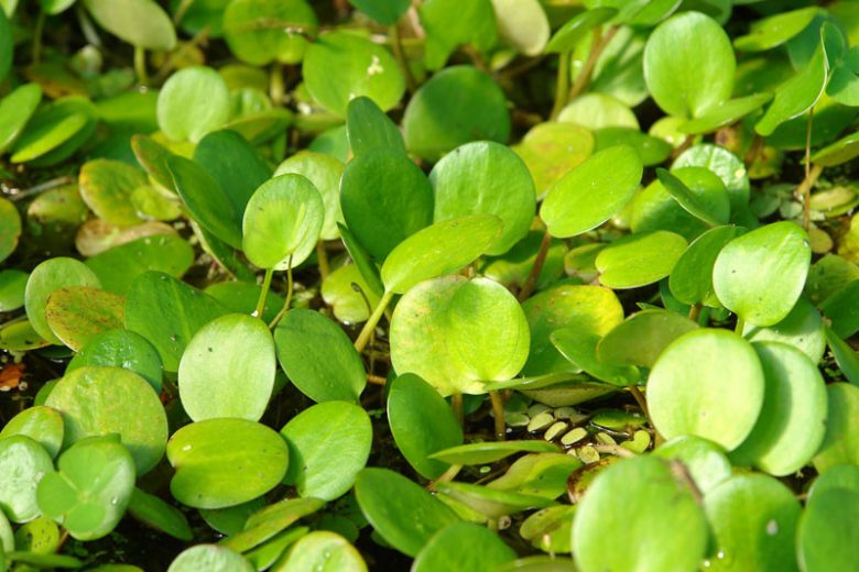 Limnobium spongia, American Frogbit, American Spongeplant, Frogbite, Hydrocharis cordifolia, Hydrocharis spongia, Pond Plants, Floating Pond Plants