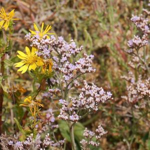 Limonium californicum, Western Marsh Rosemary, California Sea Lavender, California Sealavender, Western Marsh-rosemary,, Purple Flowers, Drought tolerant flowers, California Native Plants