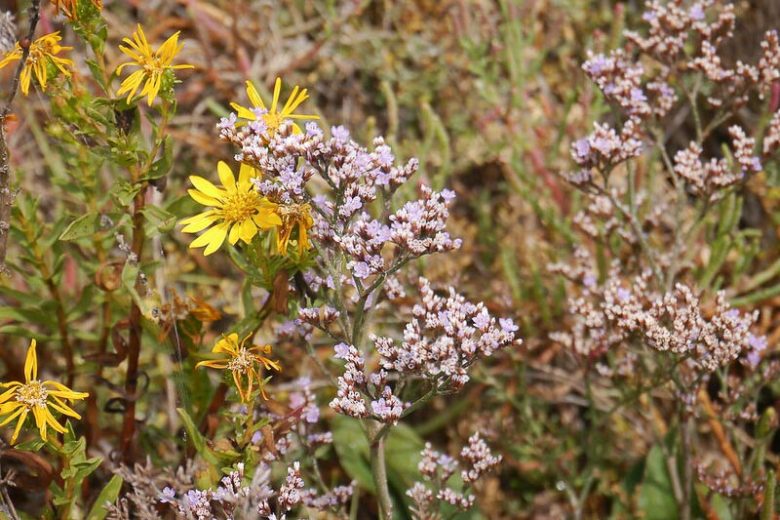 Limonium californicum, Western Marsh Rosemary, California Sea Lavender, California Sealavender, Western Marsh-rosemary,, Purple Flowers, Drought tolerant flowers, California Native Plants