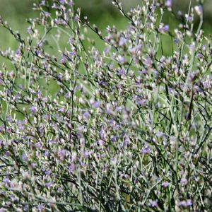 Limonium carolinianum, Carolina Sealavender, Sea Lavender, Limonium angustatum, Purple Flowers, Drought tolerant flowers,