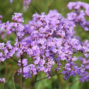 Limonium gmelinii, Siberian Statice, Purple Flowers, Drought tolerant flowers,