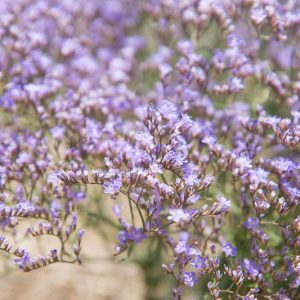 Limonium platyphyllum, Sea Lavender, Broad-Leaved Statice, Limonium latifolium, Purple Flowers, Drought tolerant flowers,