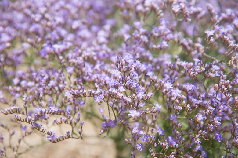 Limonium platyphyllum, Sea Lavender, Broad-Leaved Statice, Limonium latifolium, Purple Flowers, Drought tolerant flowers,