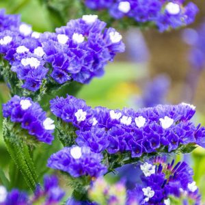 Limonium sinuatum, Wavyleaf Sea Lavender, Sea Lavender, Statice, Notch Leaf Marsh Rosemary, Sea Pink, Purple Flowers, Drought tolerant flowers,