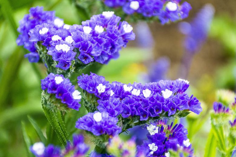 Limonium sinuatum, Wavyleaf Sea Lavender, Sea Lavender, Statice, Notch Leaf Marsh Rosemary, Sea Pink, Purple Flowers, Drought tolerant flowers,