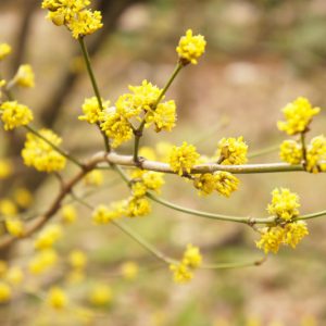Lindera benzoin, Northern Spicebush, Spice Bush, Spicebush, Wild Allspice, Yellow Flowers, Red Berries