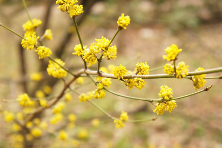 Lindera benzoin, Northern Spicebush, Spice Bush, Spicebush, Wild Allspice, Yellow Flowers, Red Berries