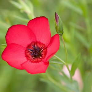 Linum grandiflorum, Flowering Flax, Garden Annual Flax, Drought tolerant plants, Red Flax, Scarlet Flax