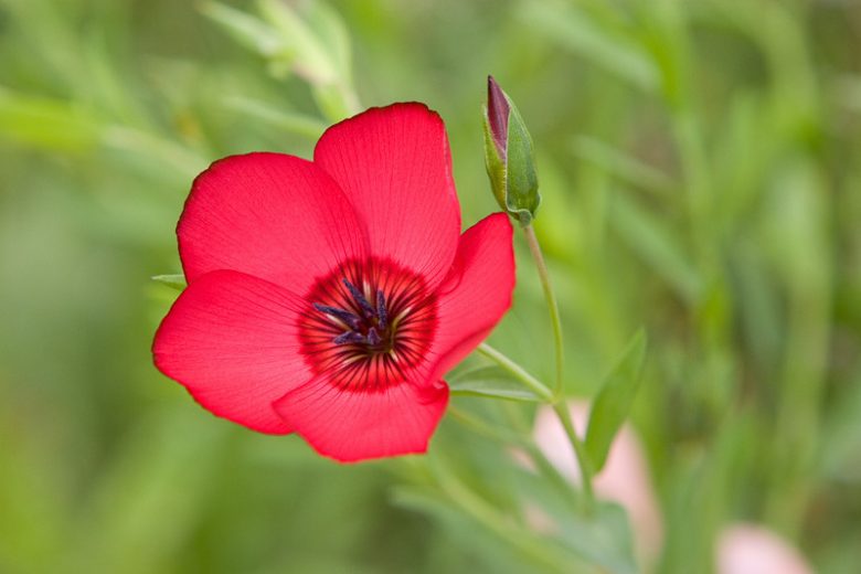 Linum grandiflorum, Flowering Flax, Garden Annual Flax, Drought tolerant plants, Red Flax, Scarlet Flax
