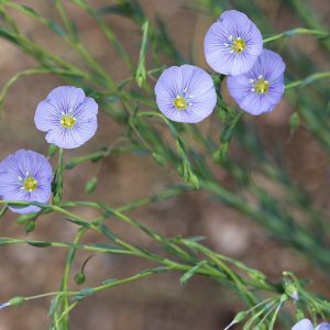 Linum lewisii, Wild Blue Flax, Prairie Flax, Lewis Flax, Lewis's Flax, Drought tolerant perennials, Blue perennial flowers, Evergreen perennial, Low maintenance perennial