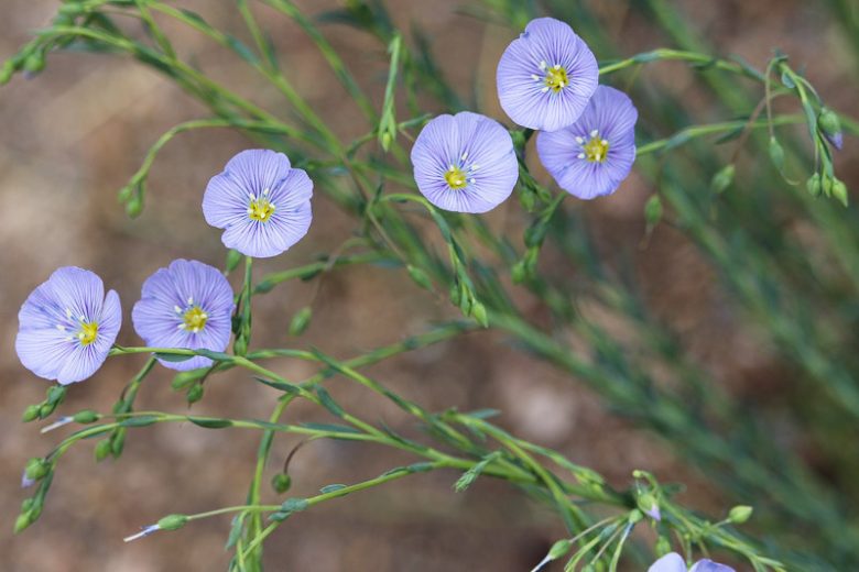 Linum lewisii, Wild Blue Flax, Prairie Flax, Lewis Flax, Lewis's Flax, Drought tolerant perennials, Blue perennial flowers, Evergreen perennial, Low maintenance perennial