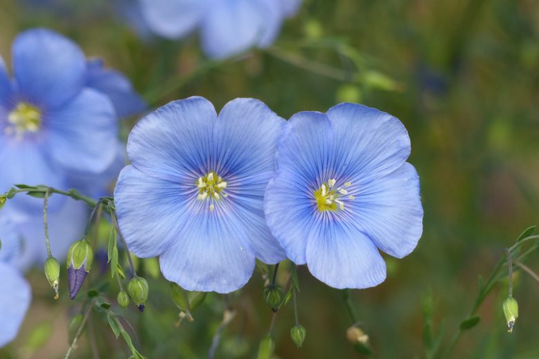 Linum usitatissimum, Flax, Common Flax, Lin, Line, Linn, Lint, Linseed Oil Plant, Drought tolerant flowers, Blue flowers