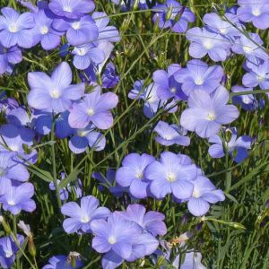 Linum narbonense, Blue Flax, Narbonne Flax, Drought tolerant perennials, Blue perennial flowers, Evergreen perennial, Low maintenance perennial