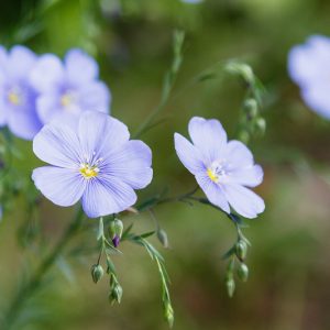 Linum perenne, Perennial Flax, Blue Flax, Lint Bells, Prairie Flax, Drought tolerant perennials, Blue perennial flowers, Evergreen perennial, Low maintenance perennial
