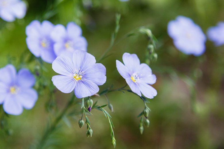 Linum perenne, Perennial Flax, Blue Flax, Lint Bells, Prairie Flax, Drought tolerant perennials, Blue perennial flowers, Evergreen perennial, Low maintenance perennial