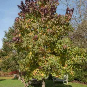 Liquidambar styraciflua Lane Roberts, Sweet Gum Lane Roberts, American Red Gum Lane Roberts, American Sweet Gum Lane Roberts, Bilsted Lane Roberts, Deciduous Tree, Fall Color