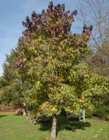 Liquidambar styraciflua Lane Roberts, Sweet Gum Lane Roberts, American Red Gum Lane Roberts, American Sweet Gum Lane Roberts, Bilsted Lane Roberts, Deciduous Tree, Fall Color