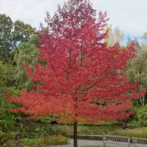 Liquidambar styraciflua Worplesdon, Sweet Gum Worplesdon, American Red Gum Worplesdon, American Sweet Gum Worplesdon, Bilsted Worplesdon, Deciduous Tree, Fall Color