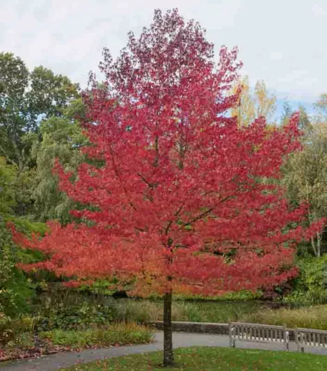 Liquidambar styraciflua Worplesdon, Sweet Gum Worplesdon, American Red Gum Worplesdon, American Sweet Gum Worplesdon, Bilsted Worplesdon, Deciduous Tree, Fall Color