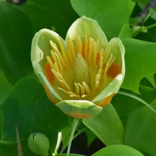 Liriodendron chinense, Chinese Tulip Tree, Fall Color, Tulip Flowers