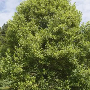 Liriodendron tulipifera 'Aureomarginatum', Tulip Tree 'Aureomarginatum', Canary Whitewood 'Aureomarginatum', Canoewood 'Aureomarginatum', Lyre Tree 'Aureomarginatum', Yellow Poplar 'Aureomarginatum'