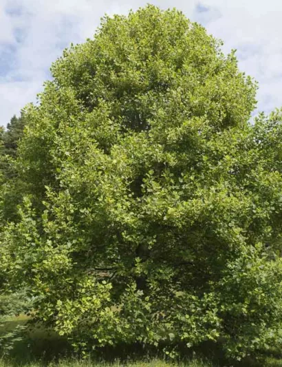 Liriodendron tulipifera 'Aureomarginatum', Tulip Tree 'Aureomarginatum', Canary Whitewood 'Aureomarginatum', Canoewood 'Aureomarginatum', Lyre Tree 'Aureomarginatum', Yellow Poplar 'Aureomarginatum'