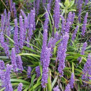 Liriope Muscari Big Blue, Big Blue Lily Turf, Lily Turf 'Big Blue', Blue Lily Turf 'Big Blue', Monkey Grass 'Big Blue', Purple flowers, Evergreen perennial,